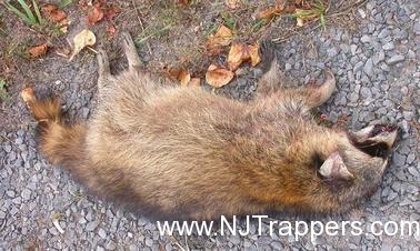 Dead Raccoon