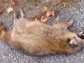 Dead Raccoon